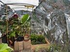 10ft Straight Wall Walk-In Polycarbonate Greenhouse Kit - Loft Series