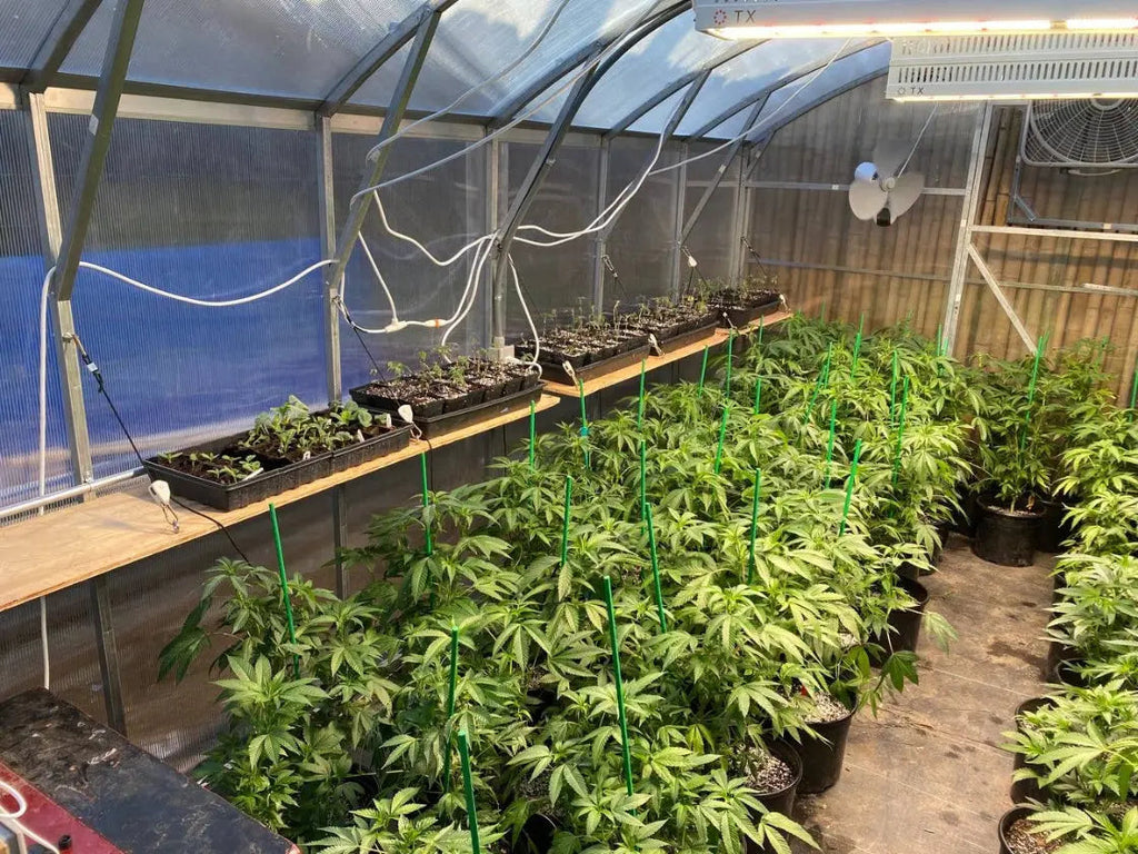10ft Straight Wall Walk-In Polycarbonate Greenhouse Kit - Loft Series